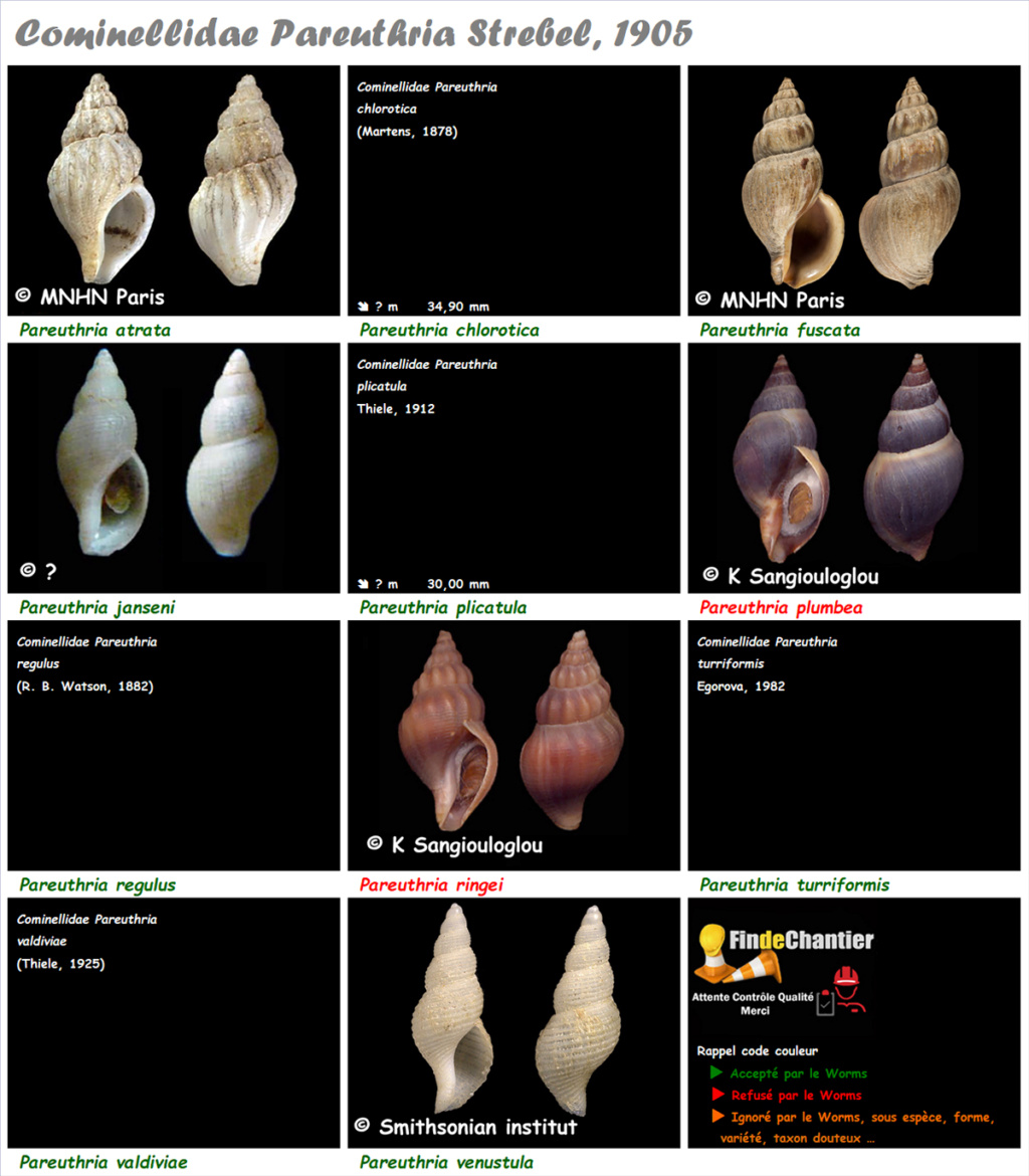 Cominellidae Pareuthria - Le genre, ses espèces, la planche Pareut10