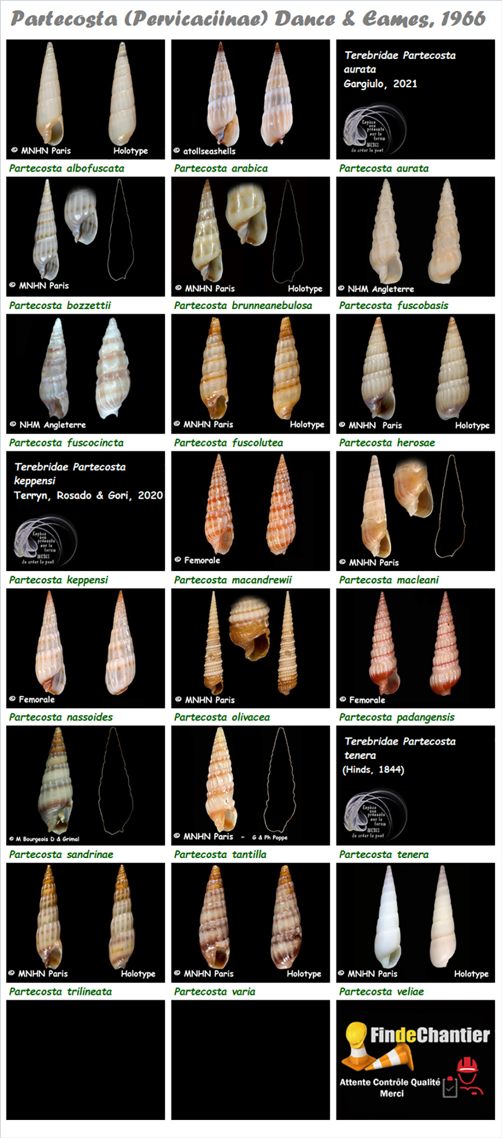 Terebridae Partecosta - Le genre, ses espèces, la planche Partec11