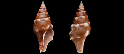 Clavatulidae Perrona - Le genre, ses espèces, la planche Perron10