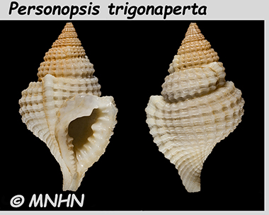 Personidae Personopsis - Le genre, ses espèces, la planche Person13