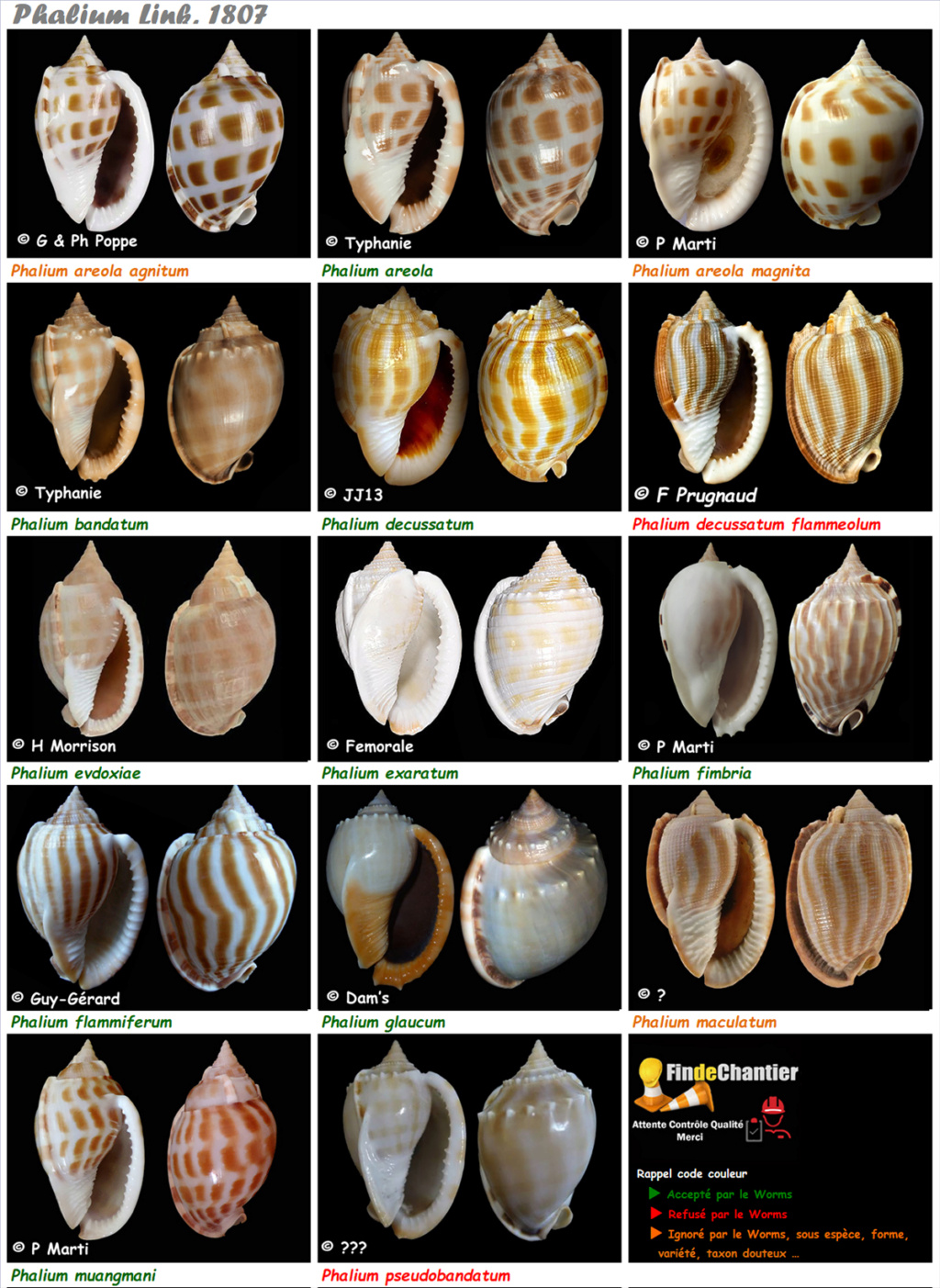 Cassidae Phaliinae Phalium  - Le genre, ses espèces, la planche Phalii25