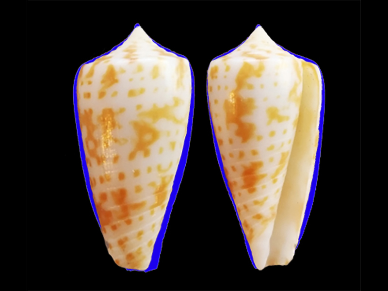 Conus_(Phasmoconus)_adenensis (E. A. Smith, 1891) Phasmo10