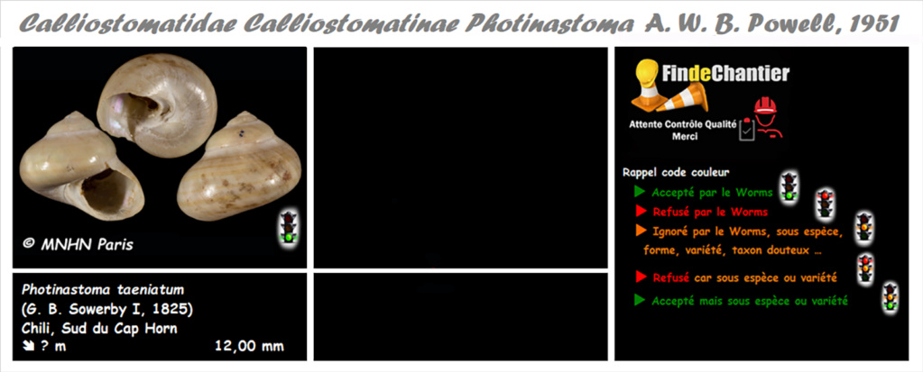 Calliostomatinae Photinastoma - Le genre, ses espèces, la planche Photin10