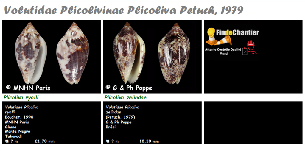 Volutidae Plicolivinae  Plicoliva - Le genre, ses espèces, la planche Plicol10