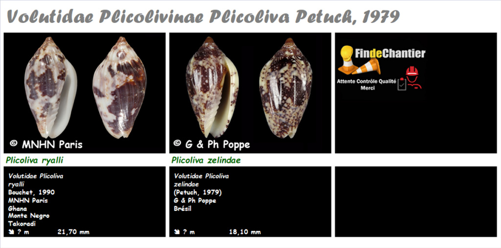 Volutidae Plicolivinae Plicoliva - Le genre, ses espèces, la planche Plicol10