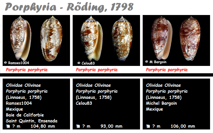 Olividae - Olivinae : Porphyria - Le genre, ses espèces, la planche Porphy12