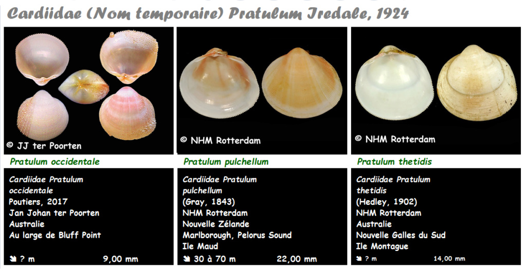 Cardiidae (Nom temporaire) Pratulum - Le genre, ses espèces, la planche Pratul12