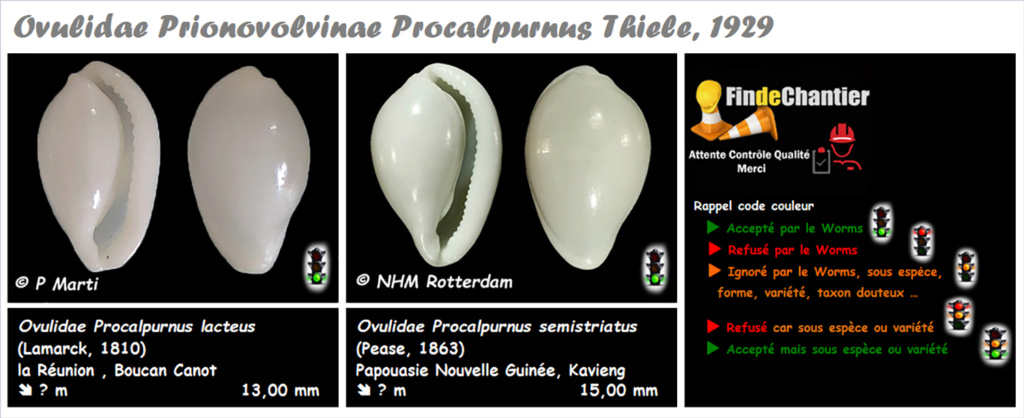 Prionovolvinae Procalpurnus - Le genre, ses espèces, la planche Procal10