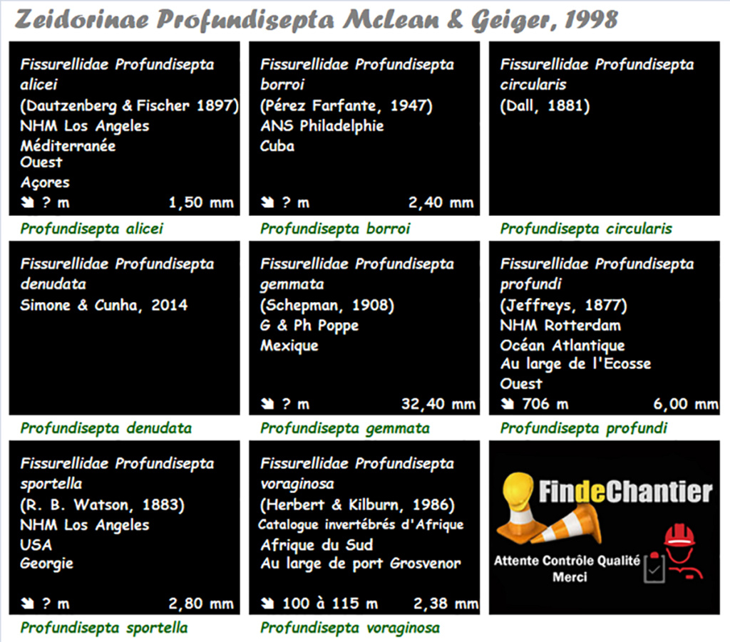 Zeidorinae Profundisepta - Le genre, ses espèces, la planche Profun14
