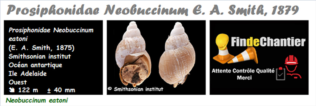 Prosiphonidae Neobuccinum - Le genre, l'espèce, la planche Prosip15