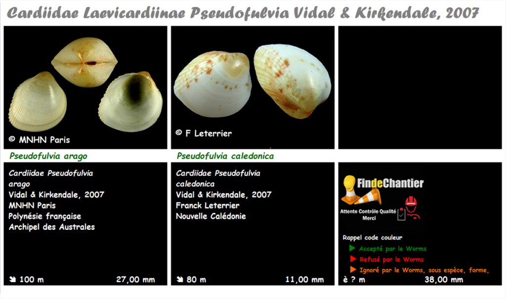 Cardiidae Laevicardiinae Pseudofulvia - Le genre, ses espèces, la planche Pseudo17