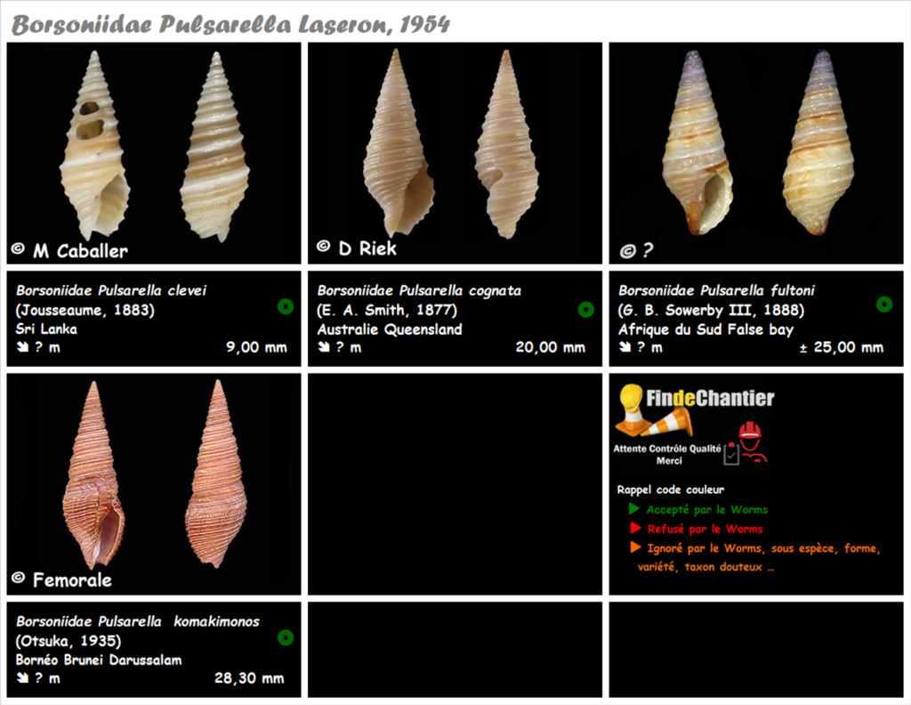 Borsoniidae Pulsarella  - Le genre, ses espèces, la planche Pulsar10