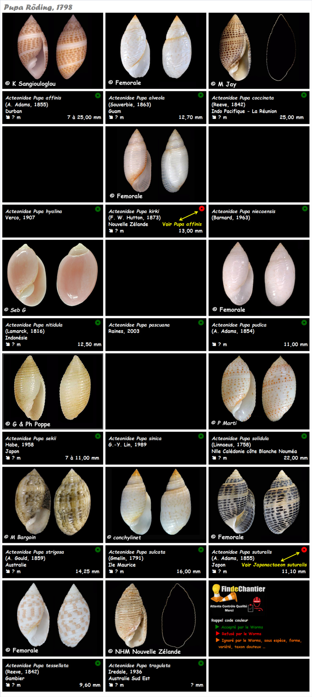 Acteonidae Pupa - Le genre, ses espèces, la planche Pupa_012