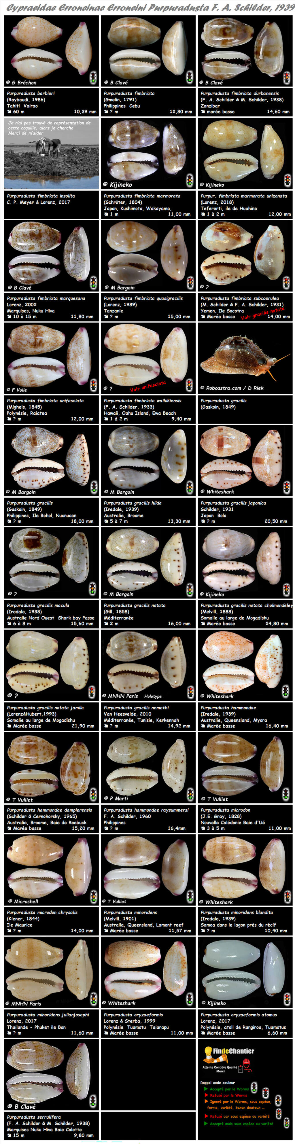 Cypraeidae Erroneinae Erroneini Purpuradusta - Le genre, ses espèces, la planche Purpur13