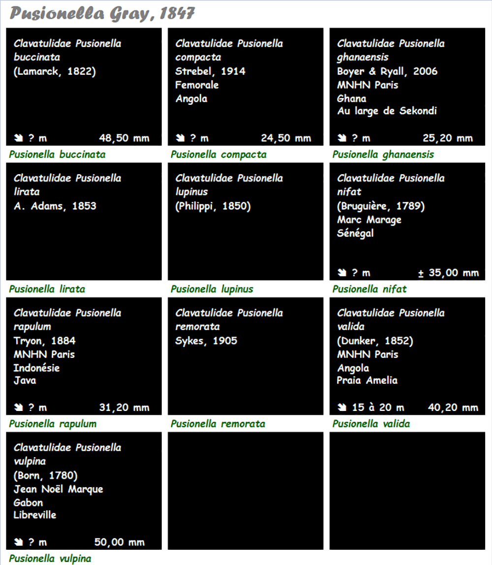 Clavatulidae Pusionella - Le genre, ses espèces, la planche Pusion14