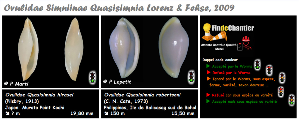 Simniinae Quasisimnia - Le genre, ses espèces, la planche Quasis12