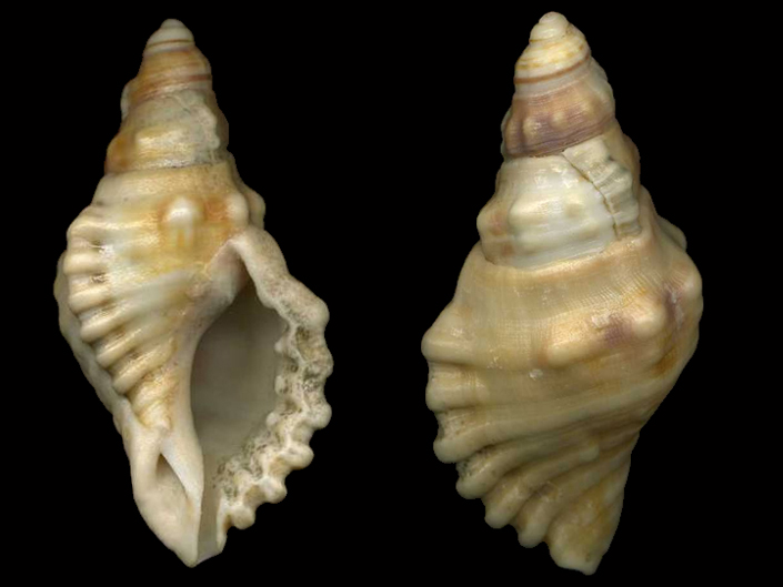 Cymatiidae Cabestana africana (Adams, 1855)  Ranell11