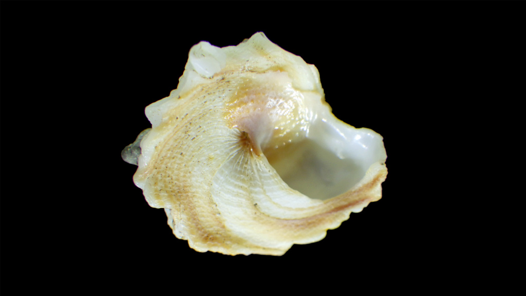 Xenophora conchyliophora (Born, 1780)  Rimg0029