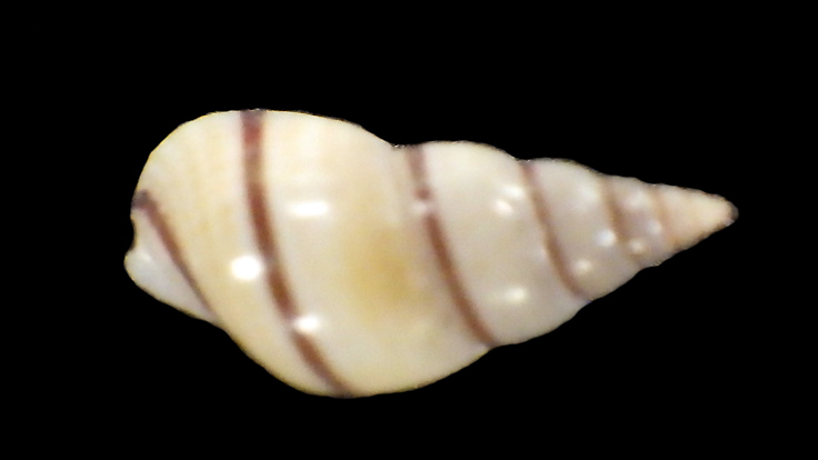 Angiola_fasciata_Pease, 1868 Rimg0225