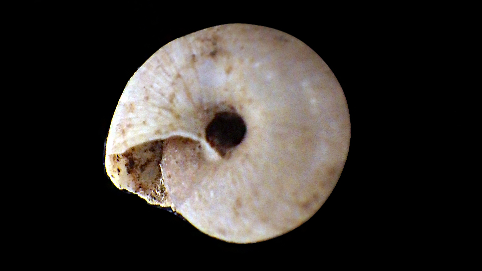 Trochulus_hispidus (Linnaeus_1758) Rimg0315