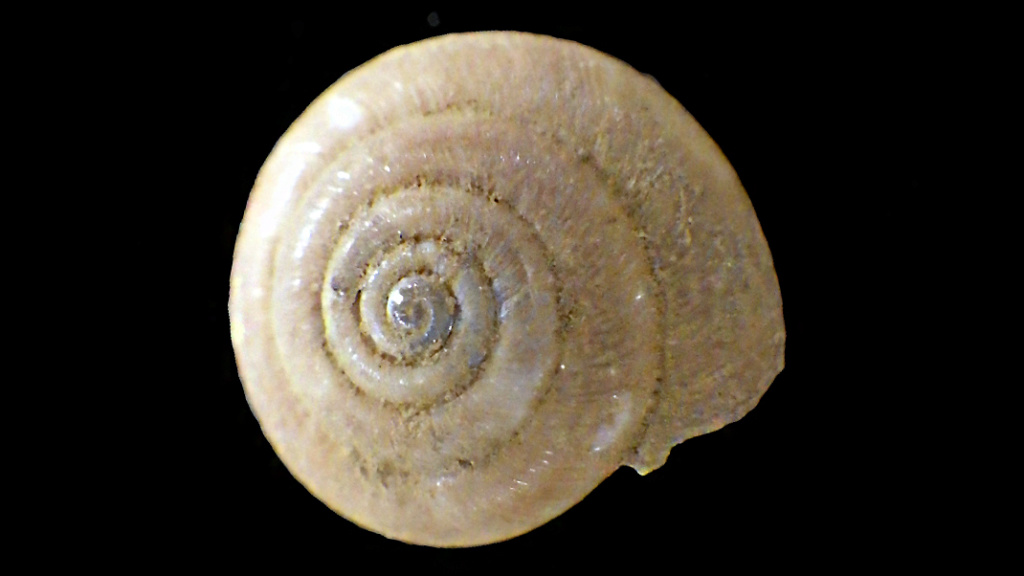 Trochulus_hispidus (Linnaeus_1758) Rimg0316