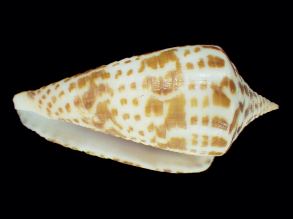 Conus (Phasmoconus) jickelii ou inscriptus Rimg0352