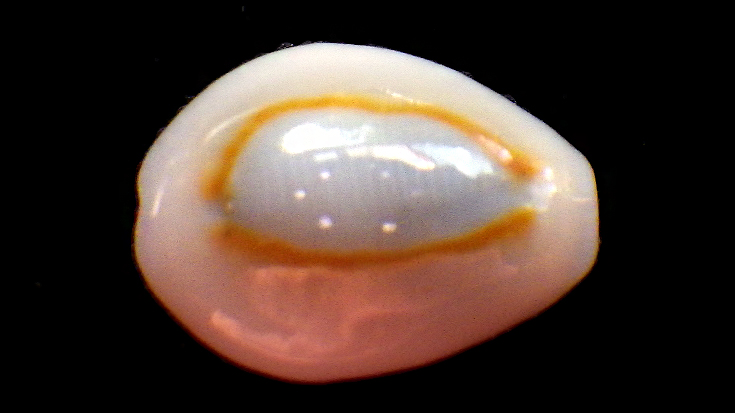 Monetaria annulus sublitorea - Lorenz, 1997 Rimg0715