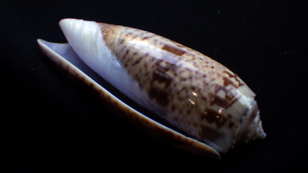 Olividae - Olivinae : Arctoliva pacifica (Marrat, 1870) - Worms = Oliva pacifica Marrat, 1870 Rimg1415