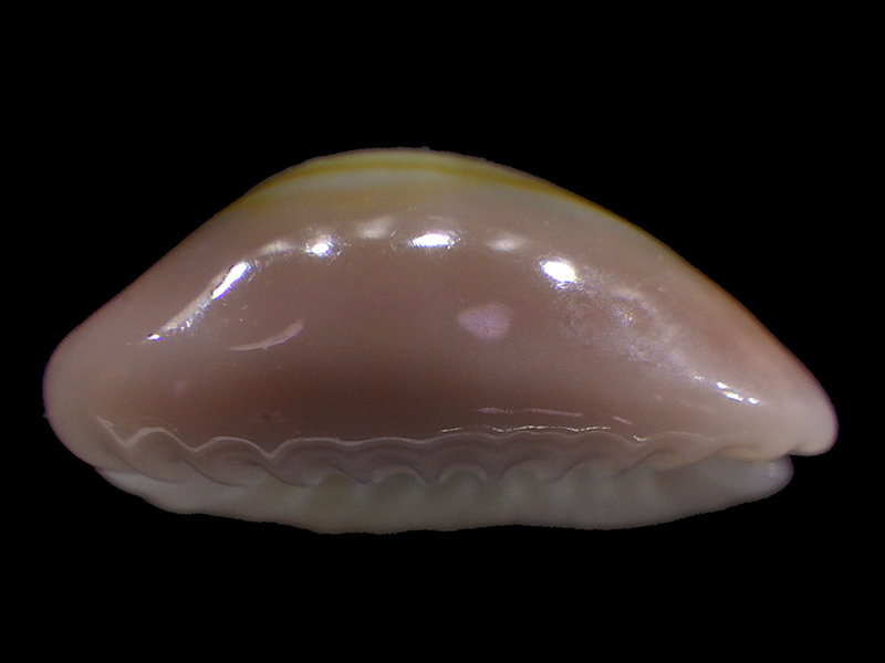 Monetaria annulus meli (Bozzetti, 2018)  Rimg2311