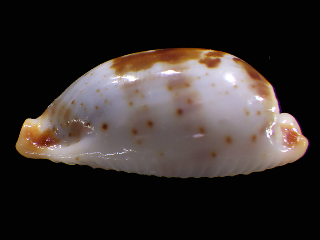 Bistolida erythraeensis (G. B. Sowerby I, 1837) Rimg2828
