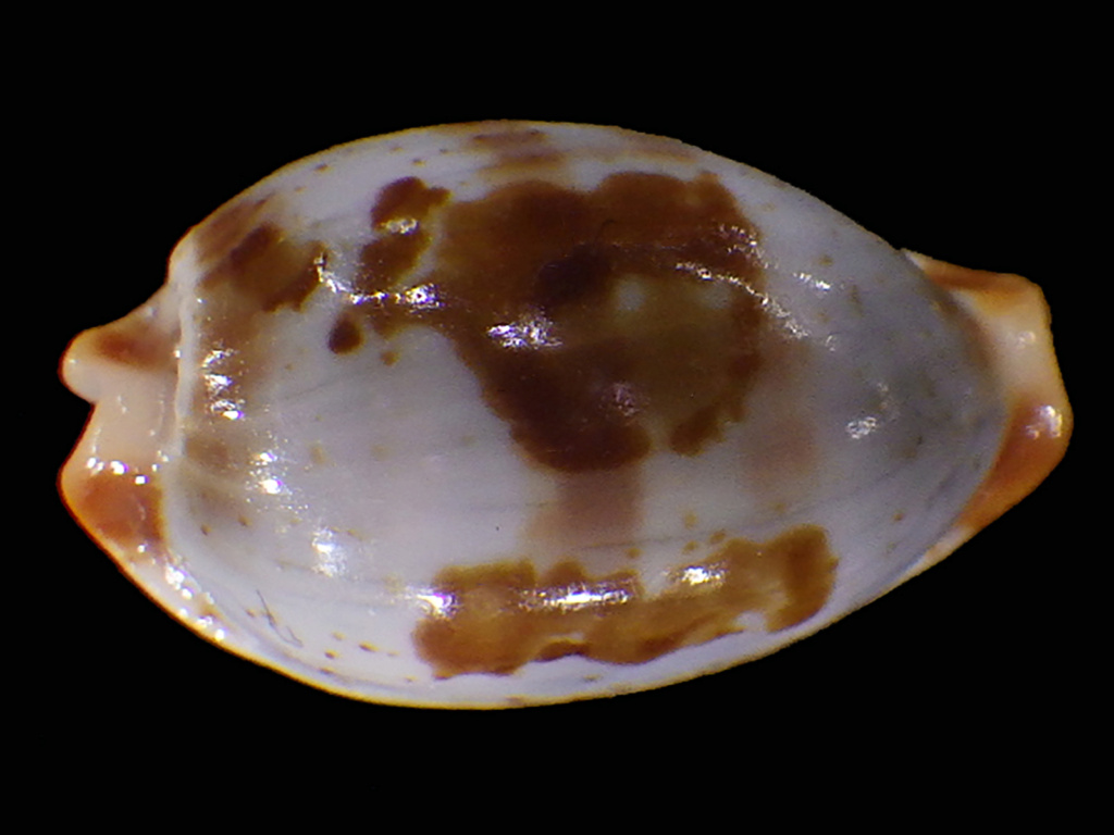 Bistolida erythraeensis (G. B. Sowerby I, 1837) Rimg2829