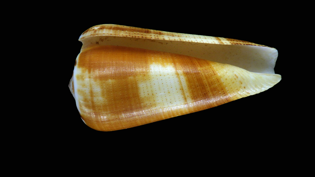 Conus (Pionoconus) raphanus (Hwass in Bruguière, 1792) voir Conus (P.) magus Rimg3033