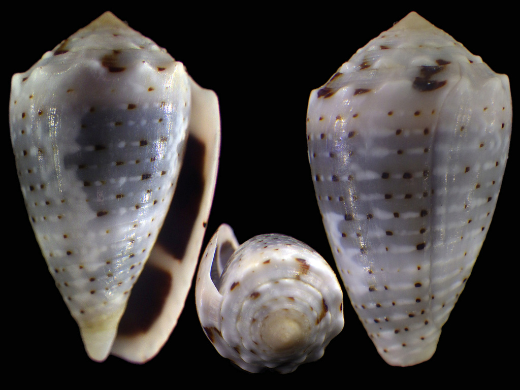 Conus (Virroconus) aristophanes (G. B. Sowerby II, 1857) Rimg3036