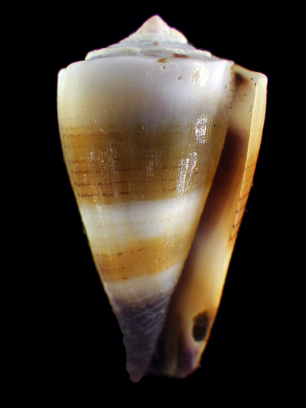 Lividoconus muriculatus Rimg3117