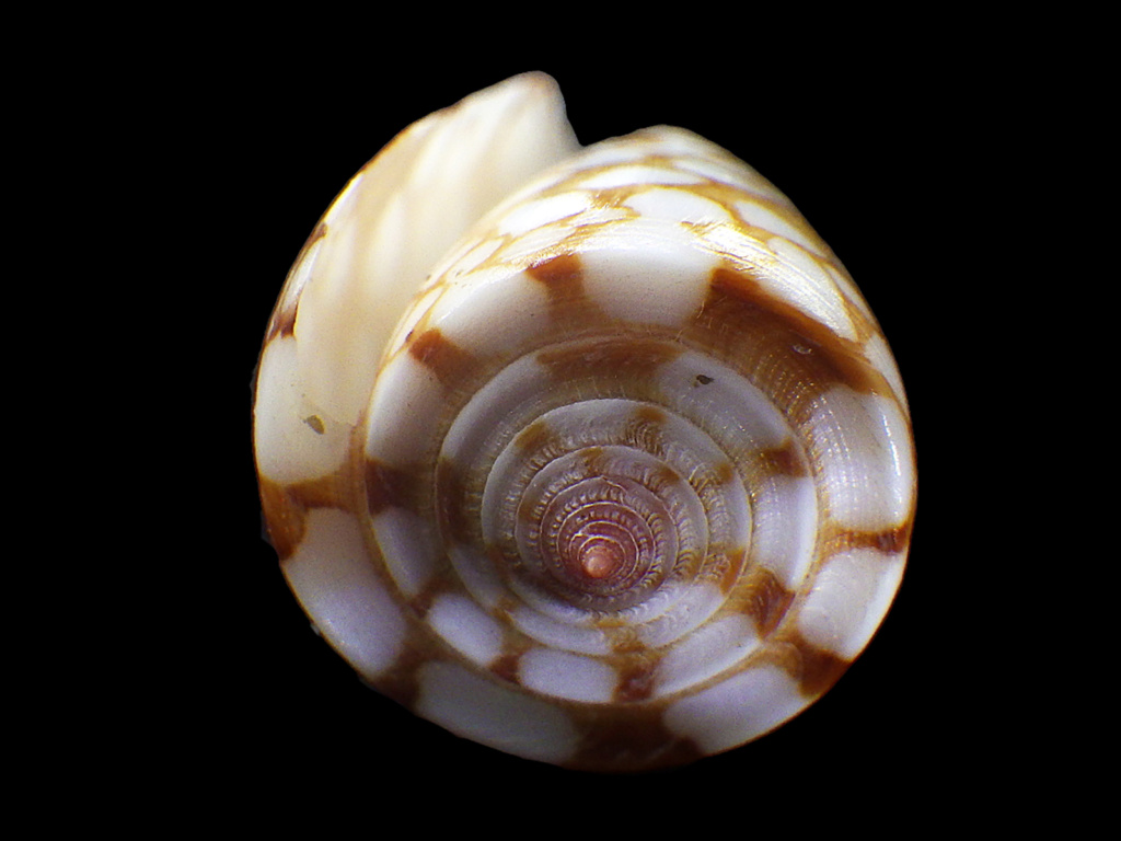 Conus deperditus - Conus (Eugeniconus) victor (Broderip, 1842) voir Conus (Eugeniconus) nobilis Linnaeus, 1758 Rimg3216