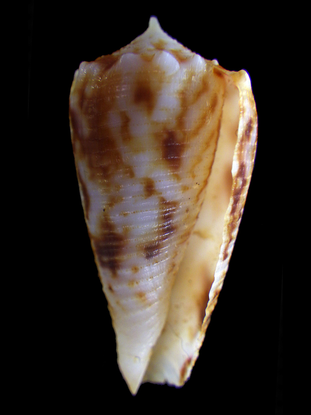 Conus (Phasmoconus) moluccensis Küster, 1838  ??? Rimg3223