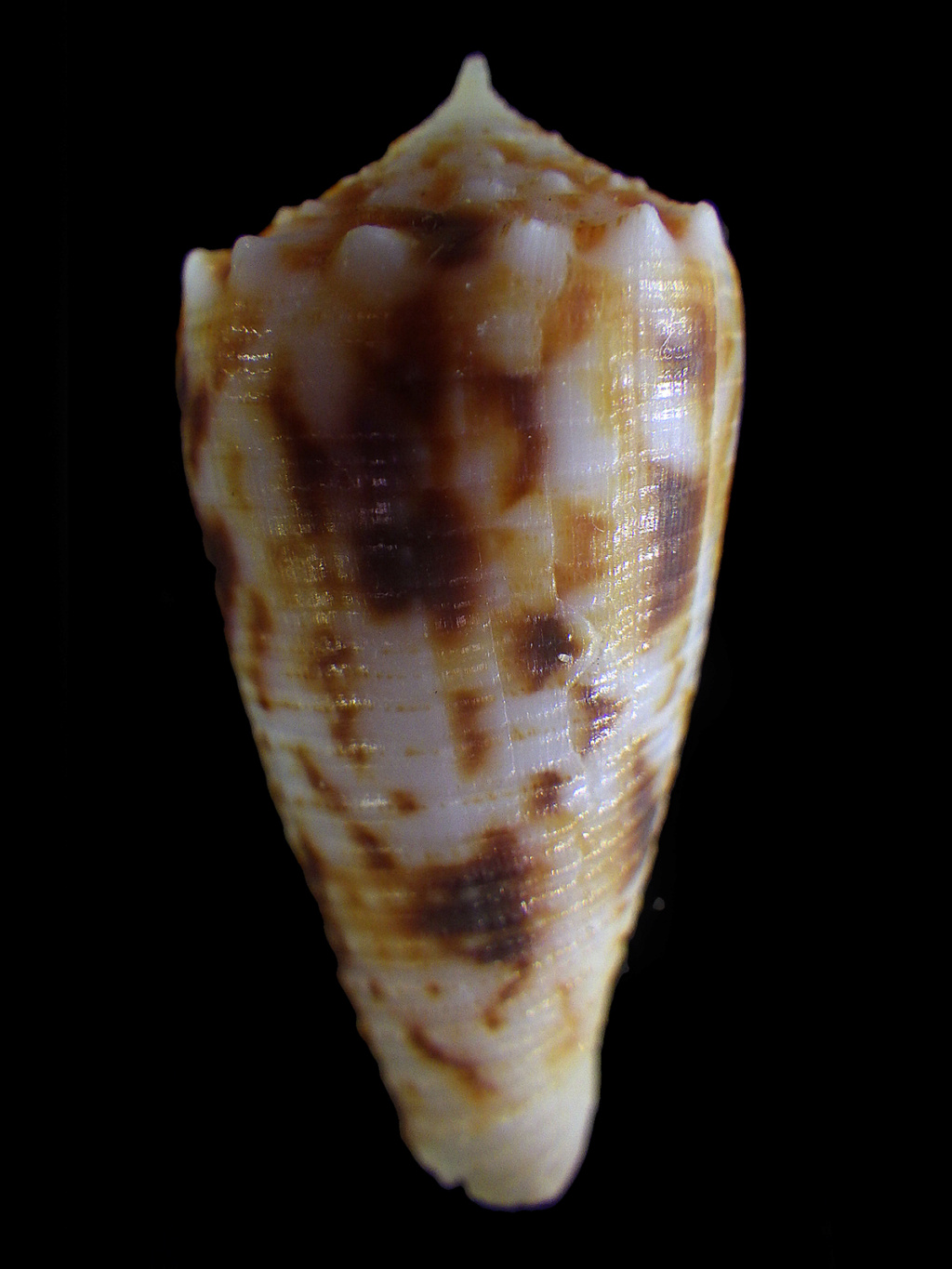 Conus deperditus - Conus (Phasmoconus) moluccensis Küster, 1838  ??? Rimg3224