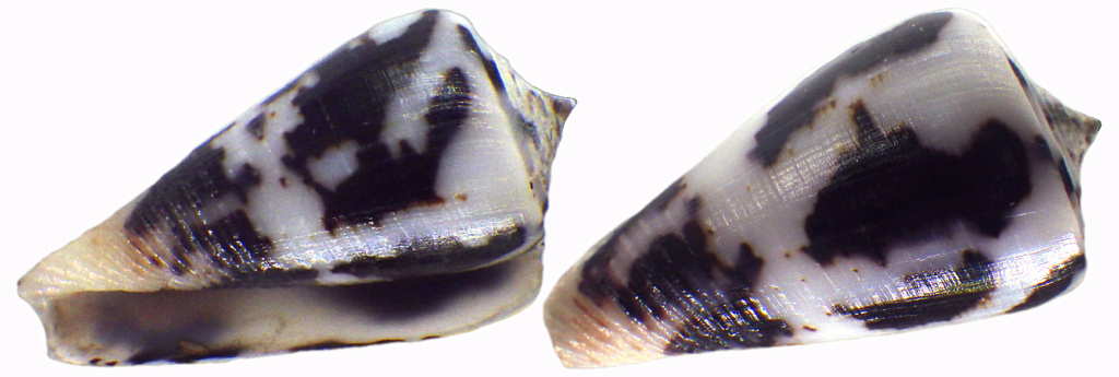 Conus (Pionoconus) niasensis (Monnier, Prugnaud & Limpalaër, 2022) Rimg3823