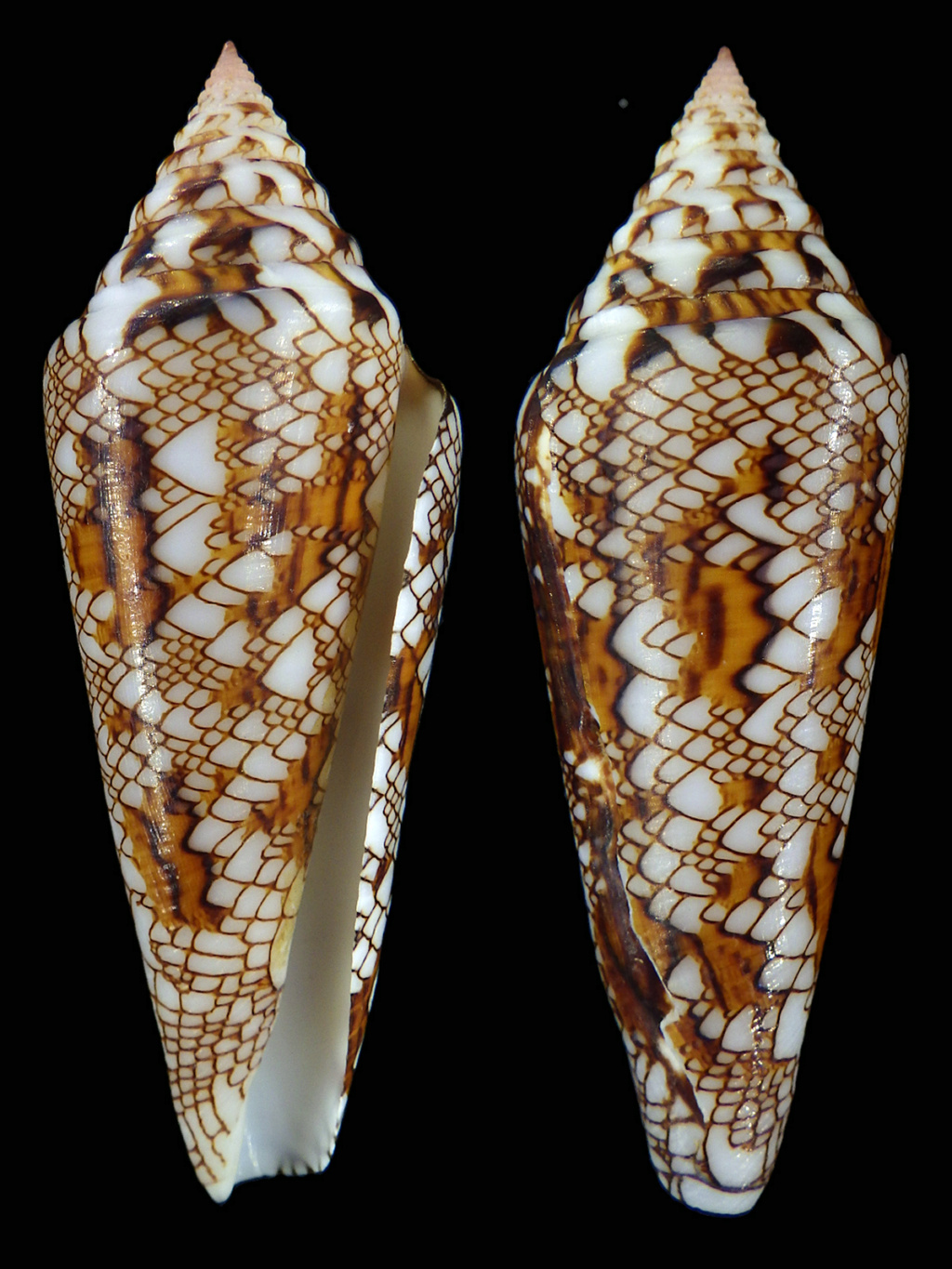 Conus (Cylinder) sumbawaensis (Verbinnen, 2022) Rimg3930