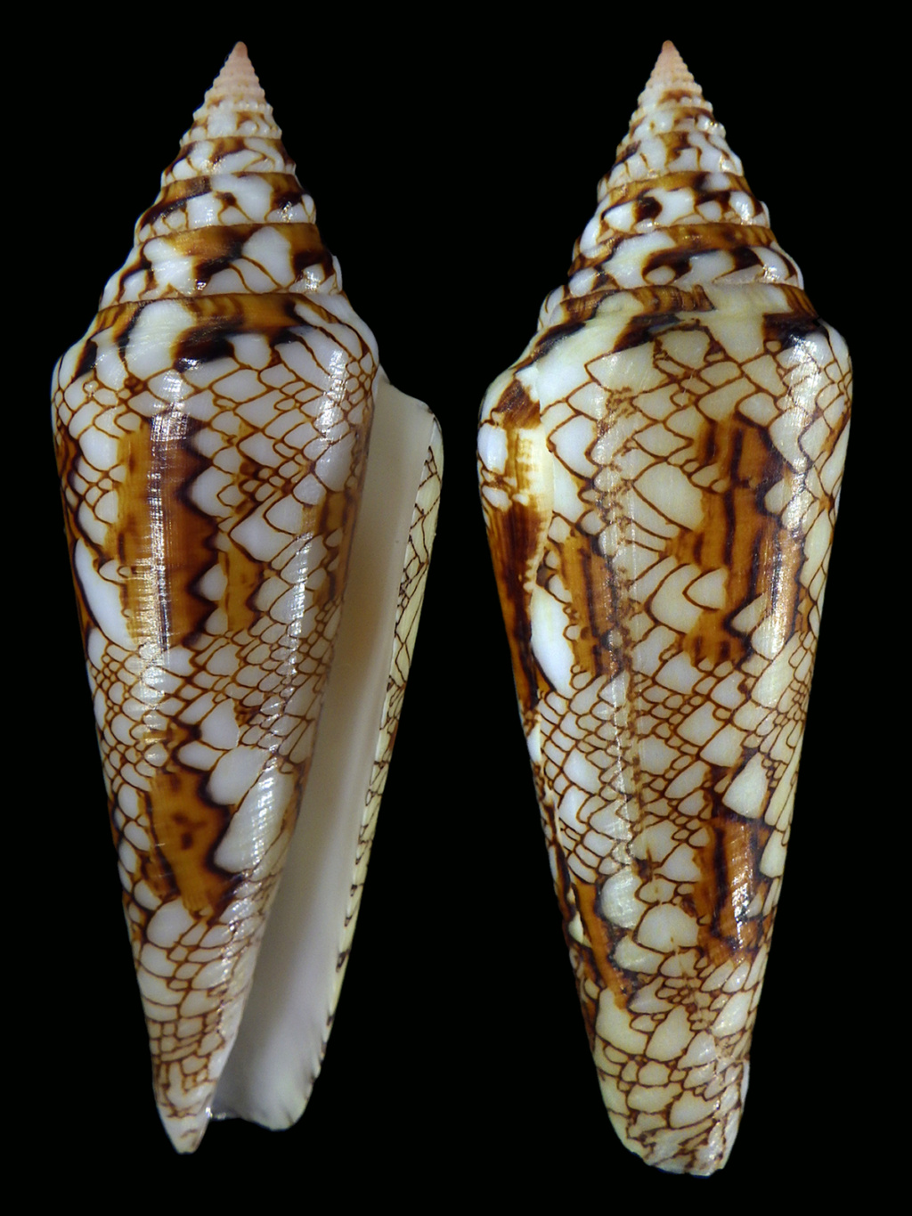 Conus (Cylinder) sumbawaensis (Verbinnen, 2022) Rimg3936