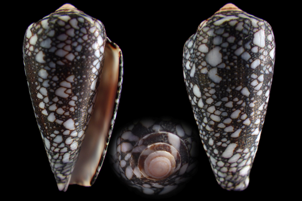 Conus (Darioconus) madagascariensis  Sowerby II, 1858 Rimg4214