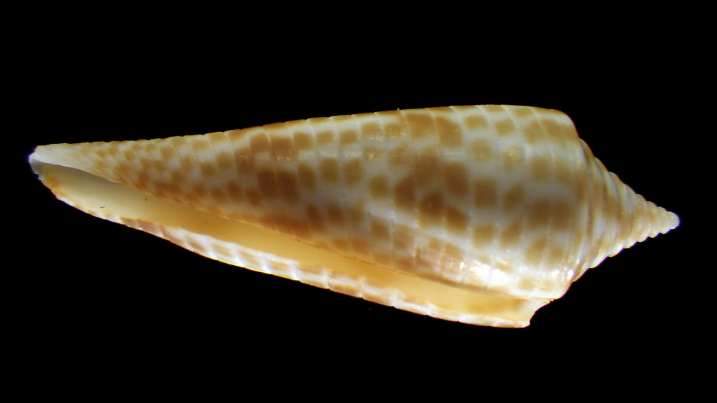 Conasprella (Fusiconus) aculeiformis (Reeve, 1844) Rimg4310