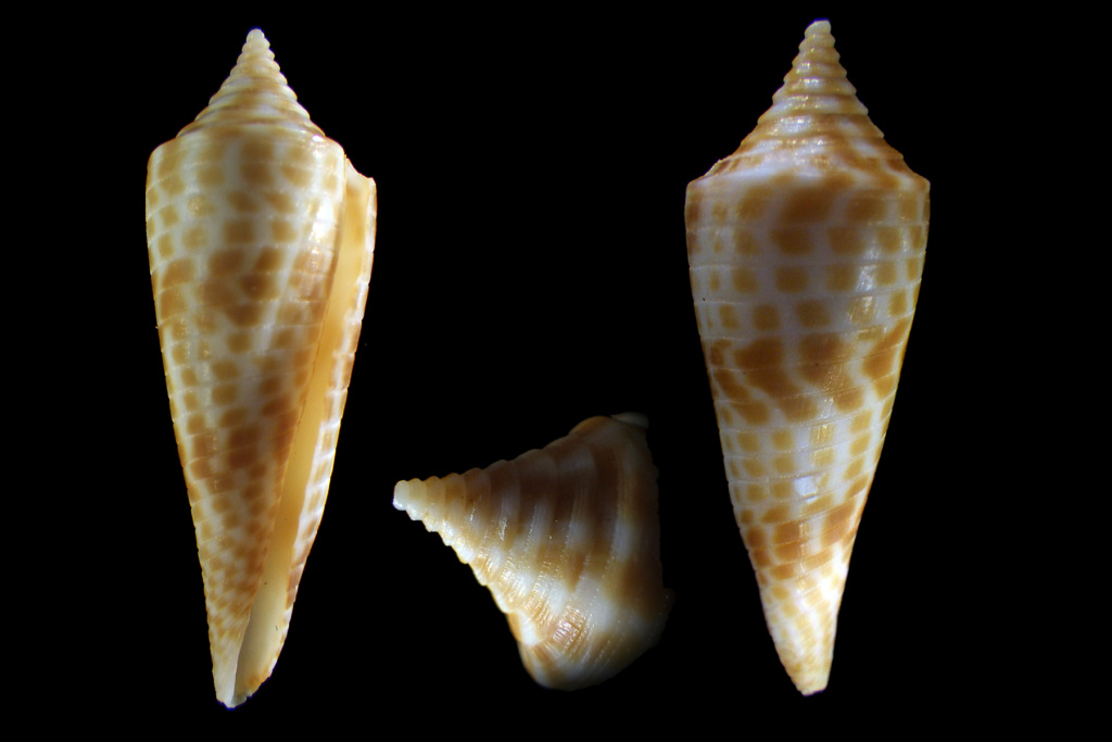 Conasprella (Fusiconus) aculeiformis (Reeve, 1844) Rimg4311