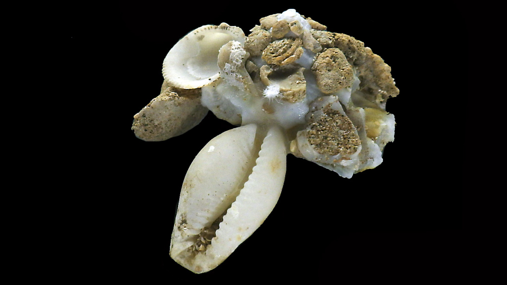 Xenophora + une cypraea Rimg4616