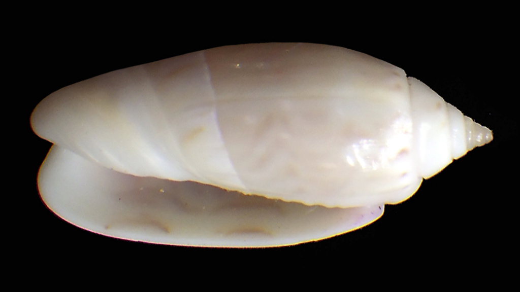 Olividae - Olivinae : Strephonella undatella undatella (Lamarck, 1811) - Worms = Oliva undatella (Lamarck, 1811)  Rimg5013