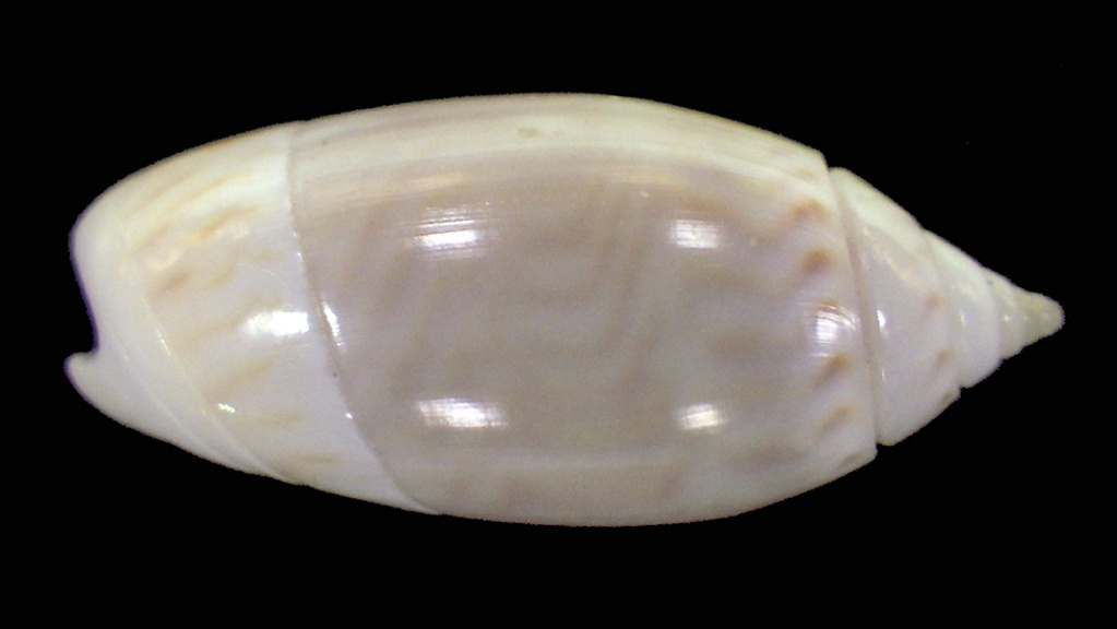 Olividae - Olivinae : Strephonella undatella undatella (Lamarck, 1811) - Worms = Oliva undatella (Lamarck, 1811)  Rimg5014