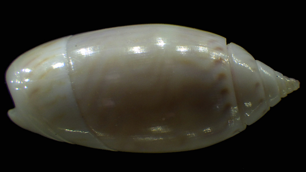 Olividae - Olivinae : Strephonella undatella undatella (Lamarck, 1811) - Worms = Oliva undatella (Lamarck, 1811)  Rimg5214
