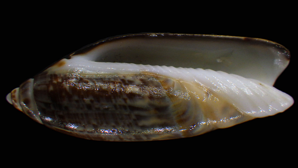 Agaronia Utriculina junior (Duclos, 1840) Rimg5313