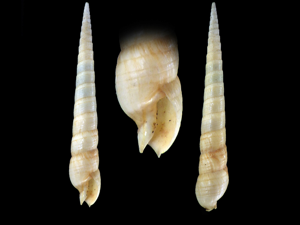 Terebra cingulifera - Lamarck, 1822 Rimg6015