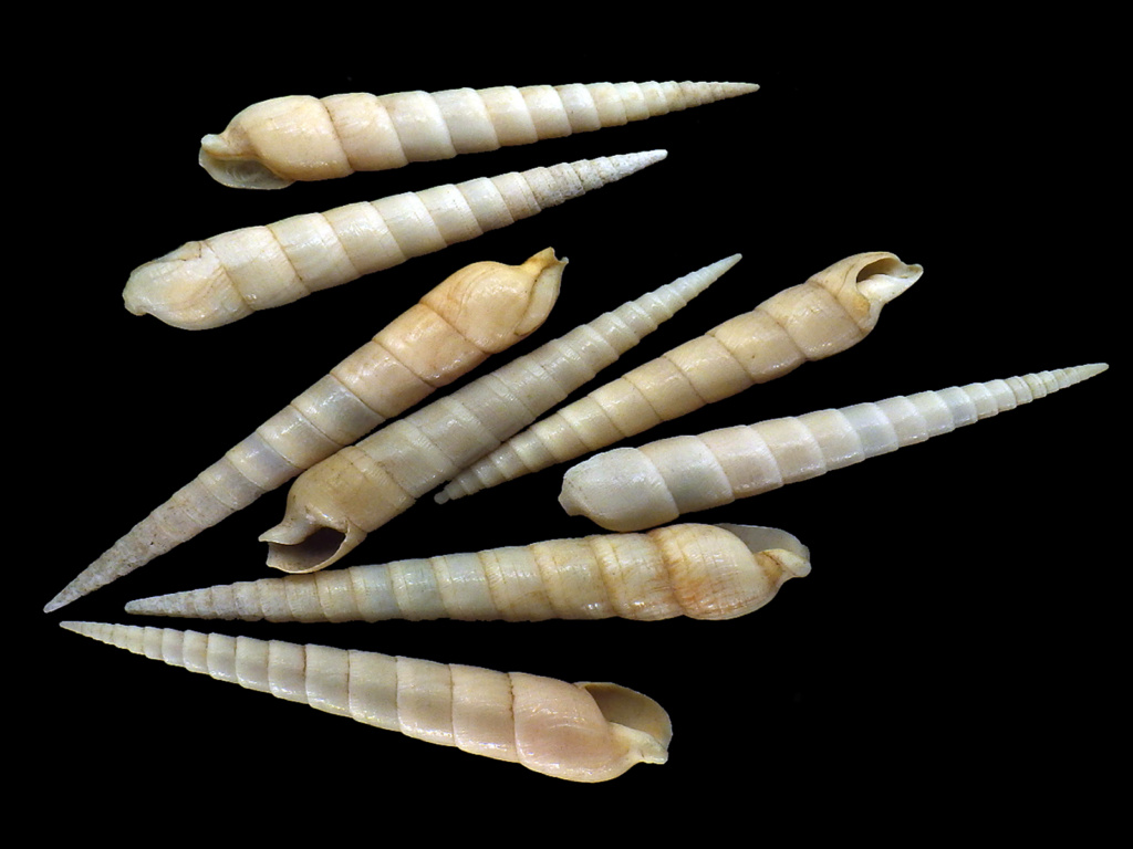 Terebra cingulifera - Lamarck, 1822 Rimg6016